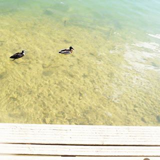 Les beaux jours reviennent... 😆🌸🌼🌴🍒🍦🌞🎆😎
#sunny #blog #vegan #beautiful #lyon #sunnyday #water #animalrights #light #soleil #printemps #spring #vacances #saone #holidays #photooftheday #picoftheday #photography
